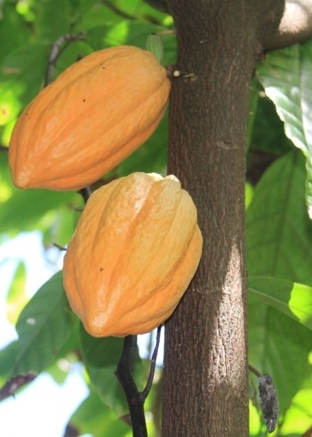 Cacao