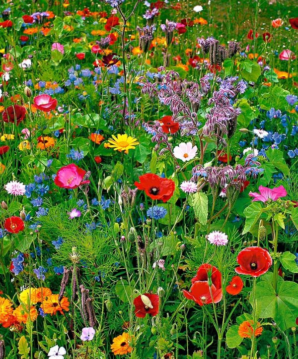 Wild Flower Mix