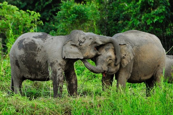 Borneo Pygmy Elephant