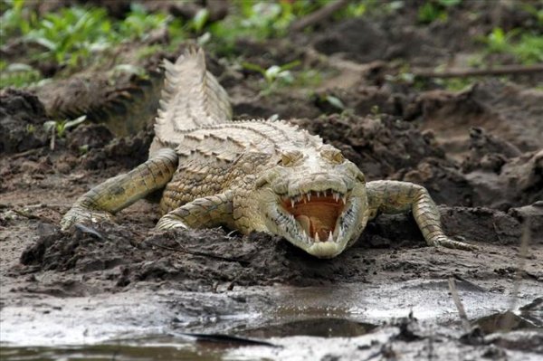 Selous Game Reserve, Tanzania