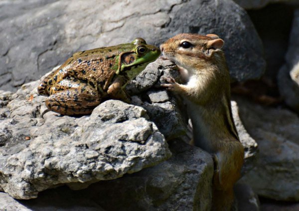 squirrel, chipmunk, mammal, vertebrate, wildlife,