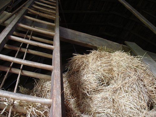 In a Barn Full of Hay