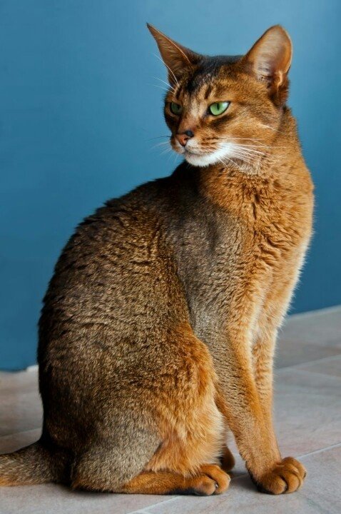 Abyssinian