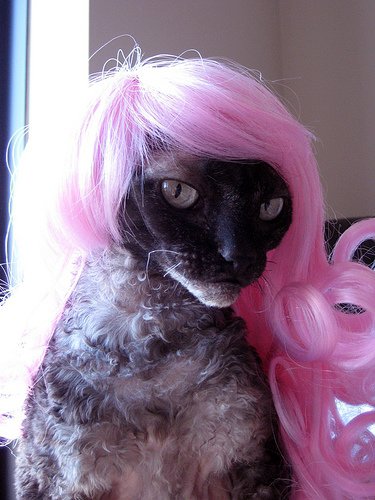 Cat Wigs