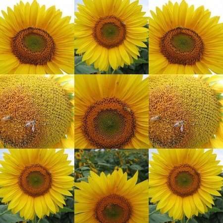 Sunflowers