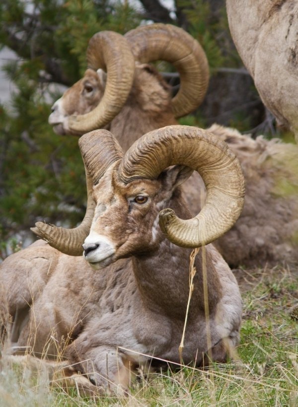 Bighorn Sheep