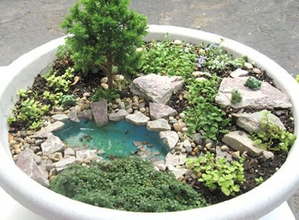 plant,pond,garden,soil,houseplant,