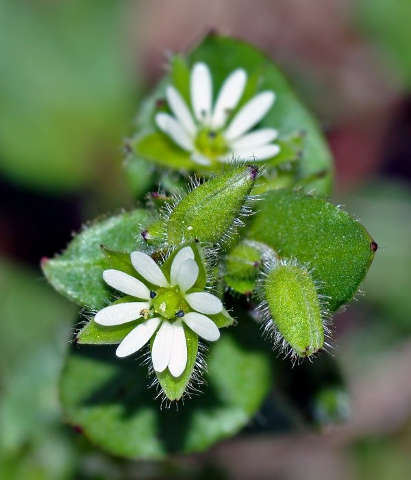 Chickweed