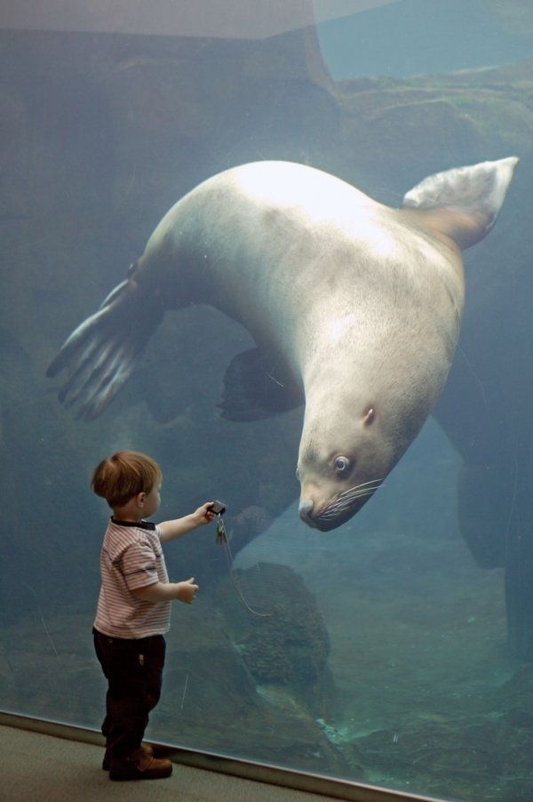 Alaska Sea Life Center