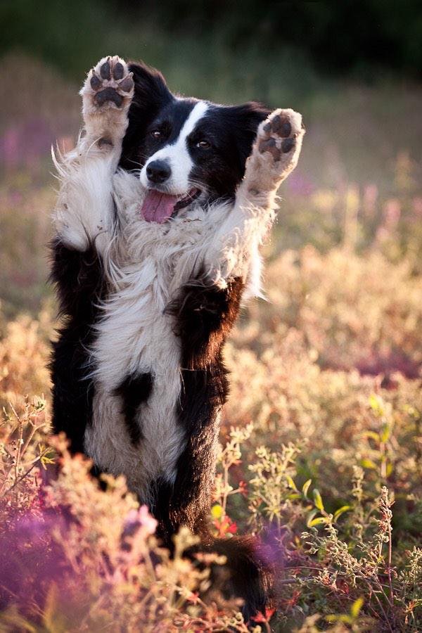 dog,mammal,vertebrate,dog breed,border collie,