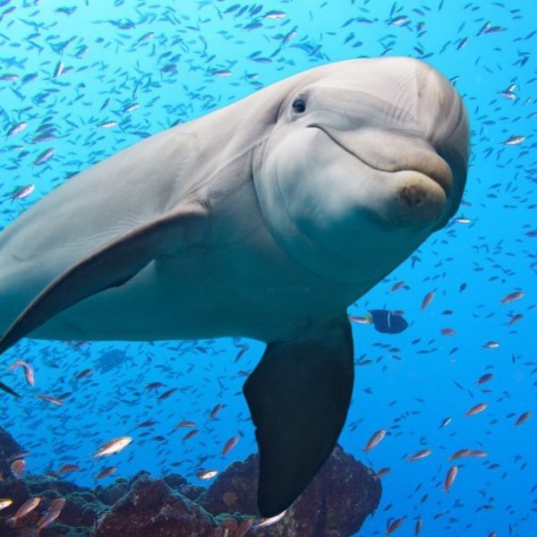 dolphin, marine mammal, common bottlenose dolphin, water, marine biology,