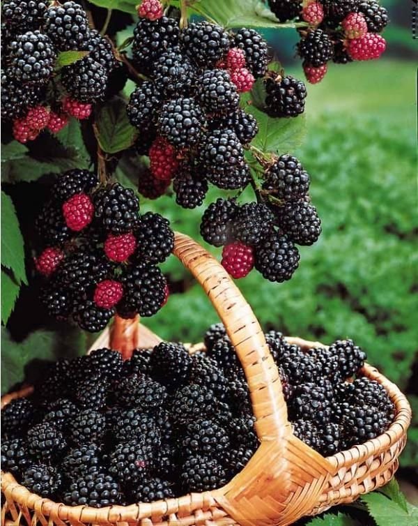 Berry Picking