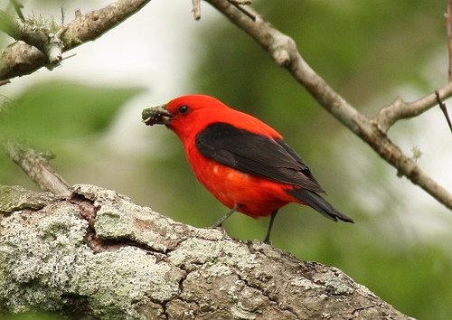 Scarlet Tanager