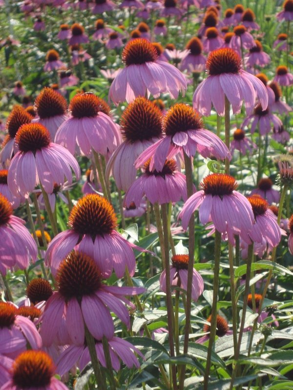 Echinacea