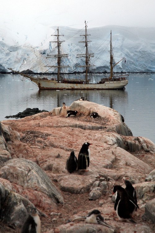 You’ll Never Forget Camping with the Penguins