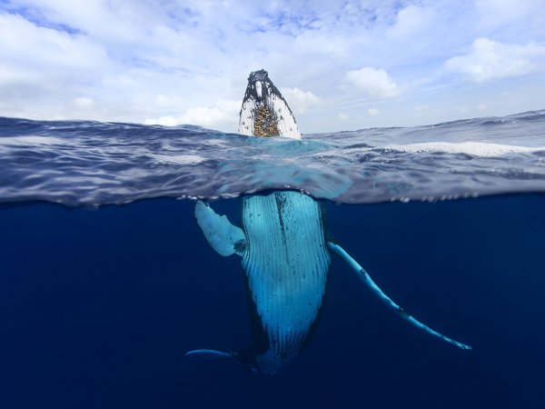A Breaching Humpback Whale, Tonga