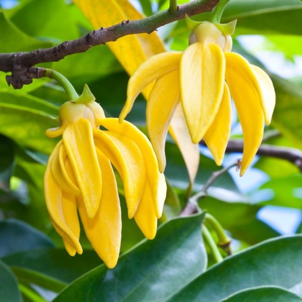 Ylang Ylang