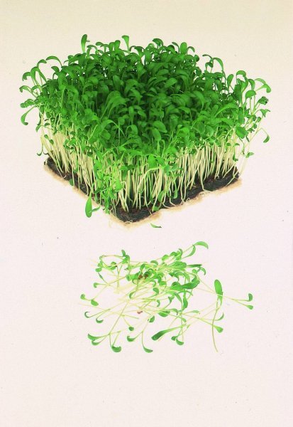 Garden Cress