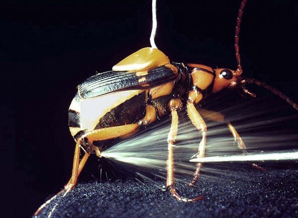 The Bombardier Beetle