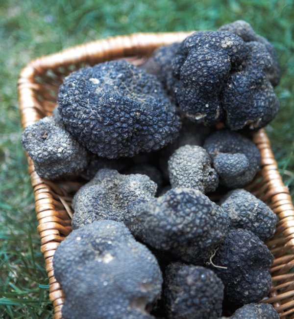 Truffles