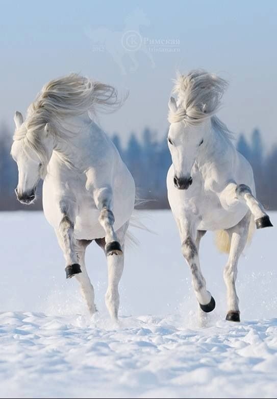 White Horses