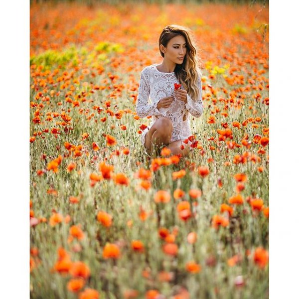 flower, plant, poppy, meadow, grass,