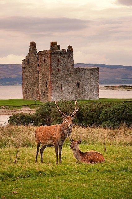 Red Deer in Lochranza, Isle of Arran