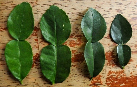 Kaffir Lime Leaves