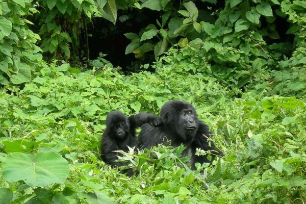 gorilla, mammal, animal, western gorilla, vertebrate,