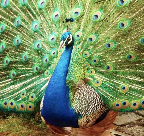 peafowl, galliformes, feather, bird, beak,