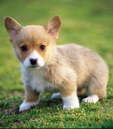 dog,mammal,vertebrate,dog breed,welsh corgi,