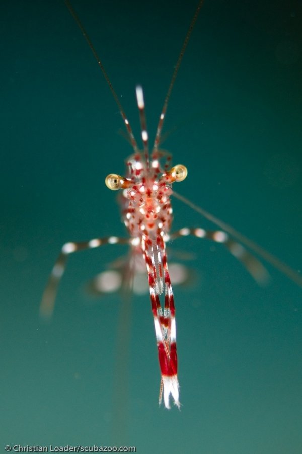 Cleaner Shrimp