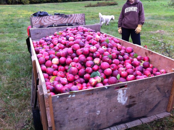 Bear Swamp Orchard, Massachusetts