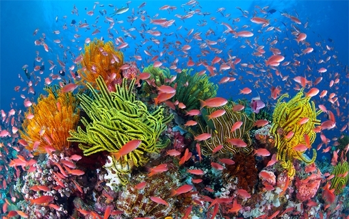 The Great Barrier Reef