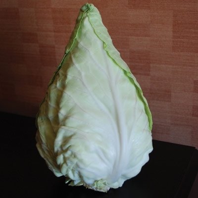 Winningstadt Cabbage