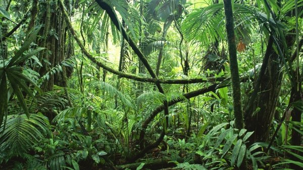 Rainforests Hold Medicines and Cures