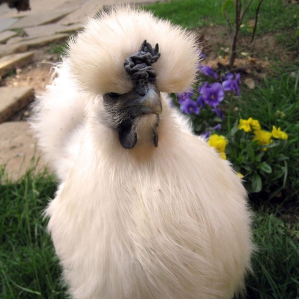 Tori Spelling - Silkie Bantam Chicken