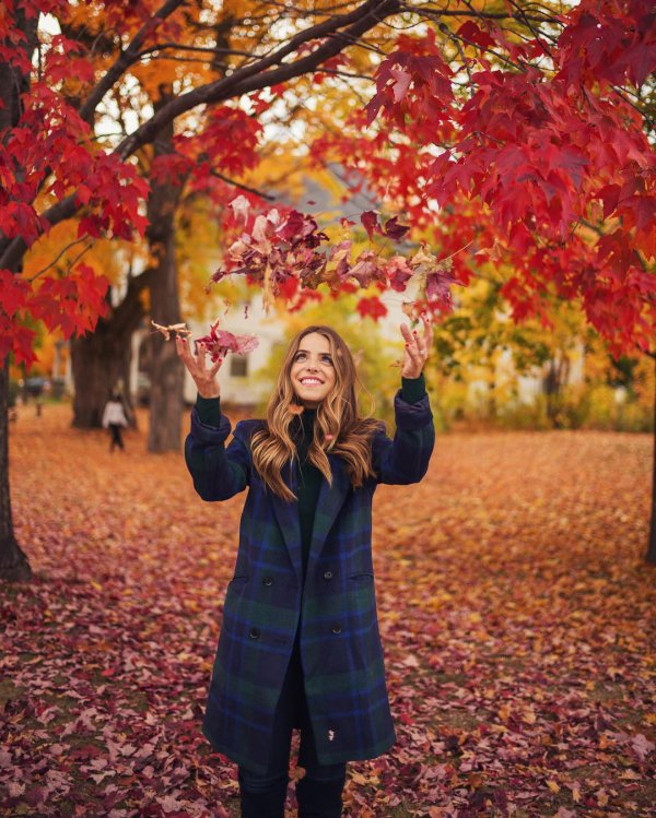 tree, red, autumn, season, plant,