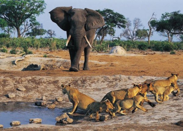 Niokolo-Koba National Park, Senegal