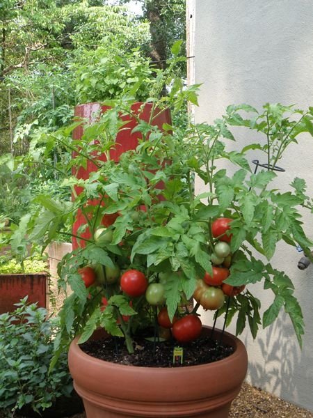 Tomatoes