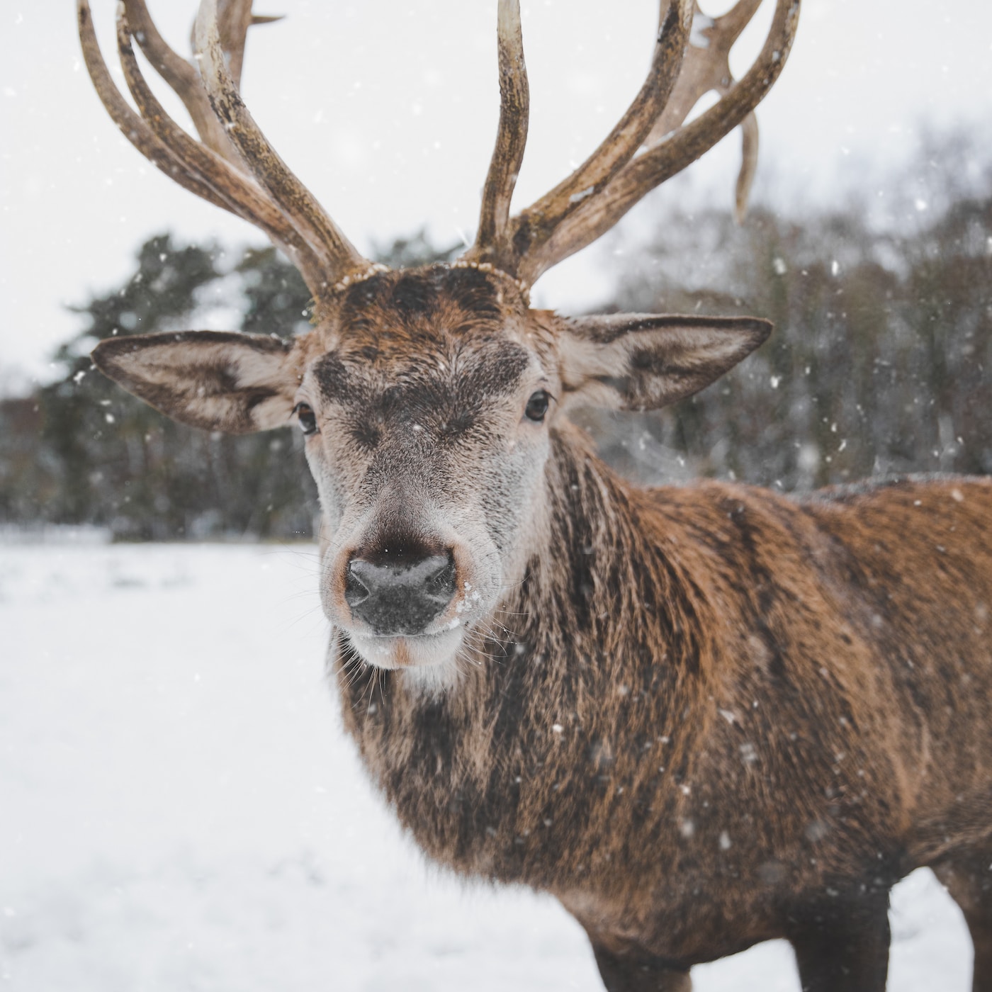 7 Wonderful Ways to Help Wildlife through Winter ...