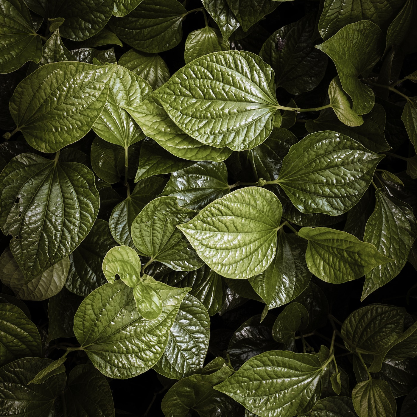 8 Plants That Love the Shade ...