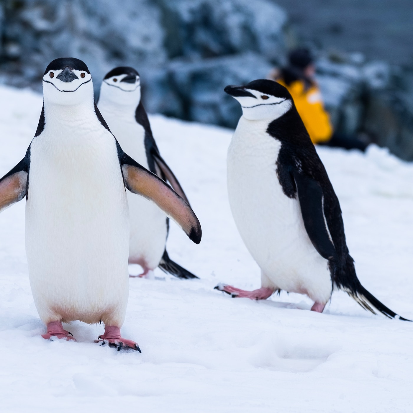 7 Fun Facts about Penguins ...