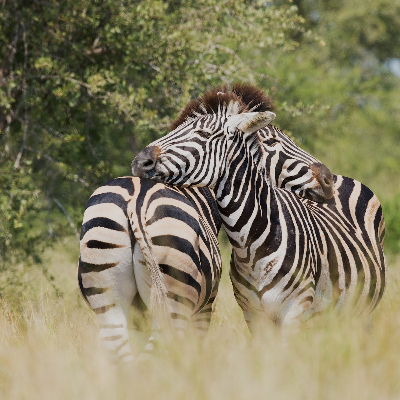 These Touching Photos of Love in the Animal Kingdom Will Melt Your Heart