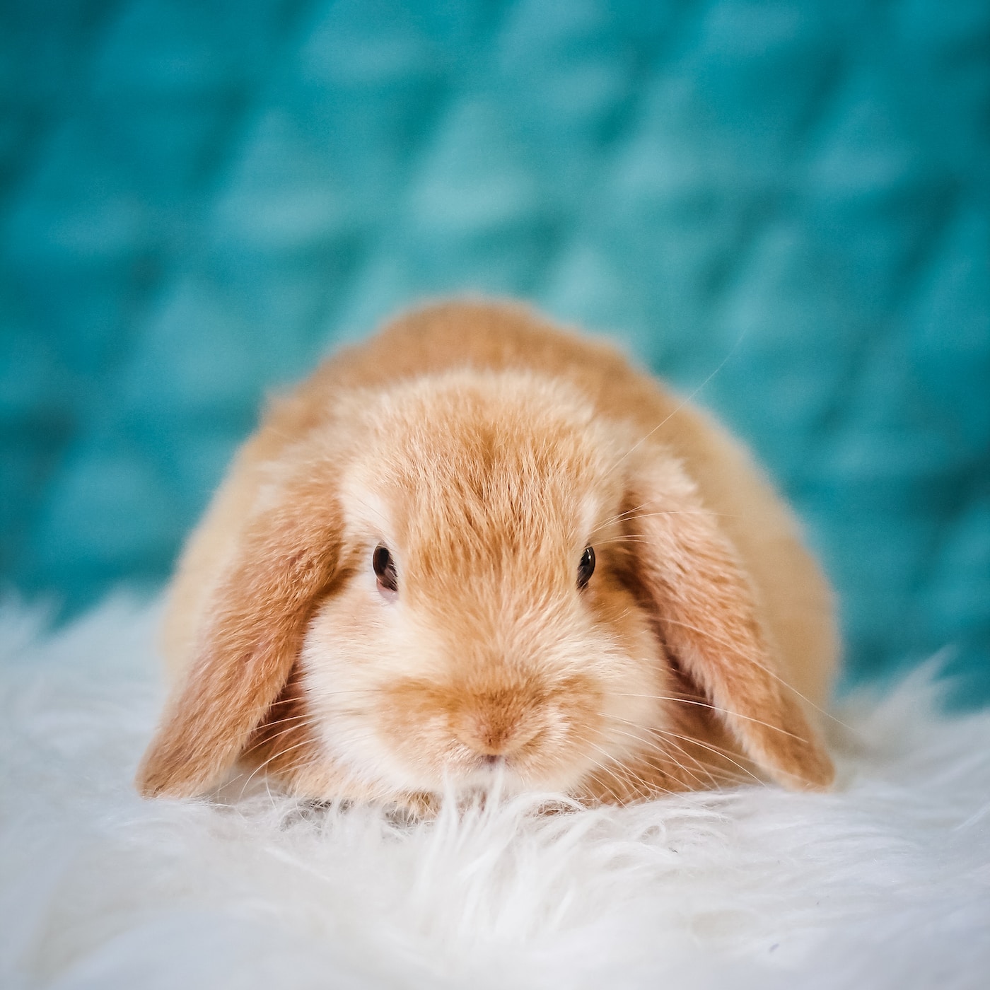 7 Surprising Things You Don't Know about Having a Pet Rabbit ...