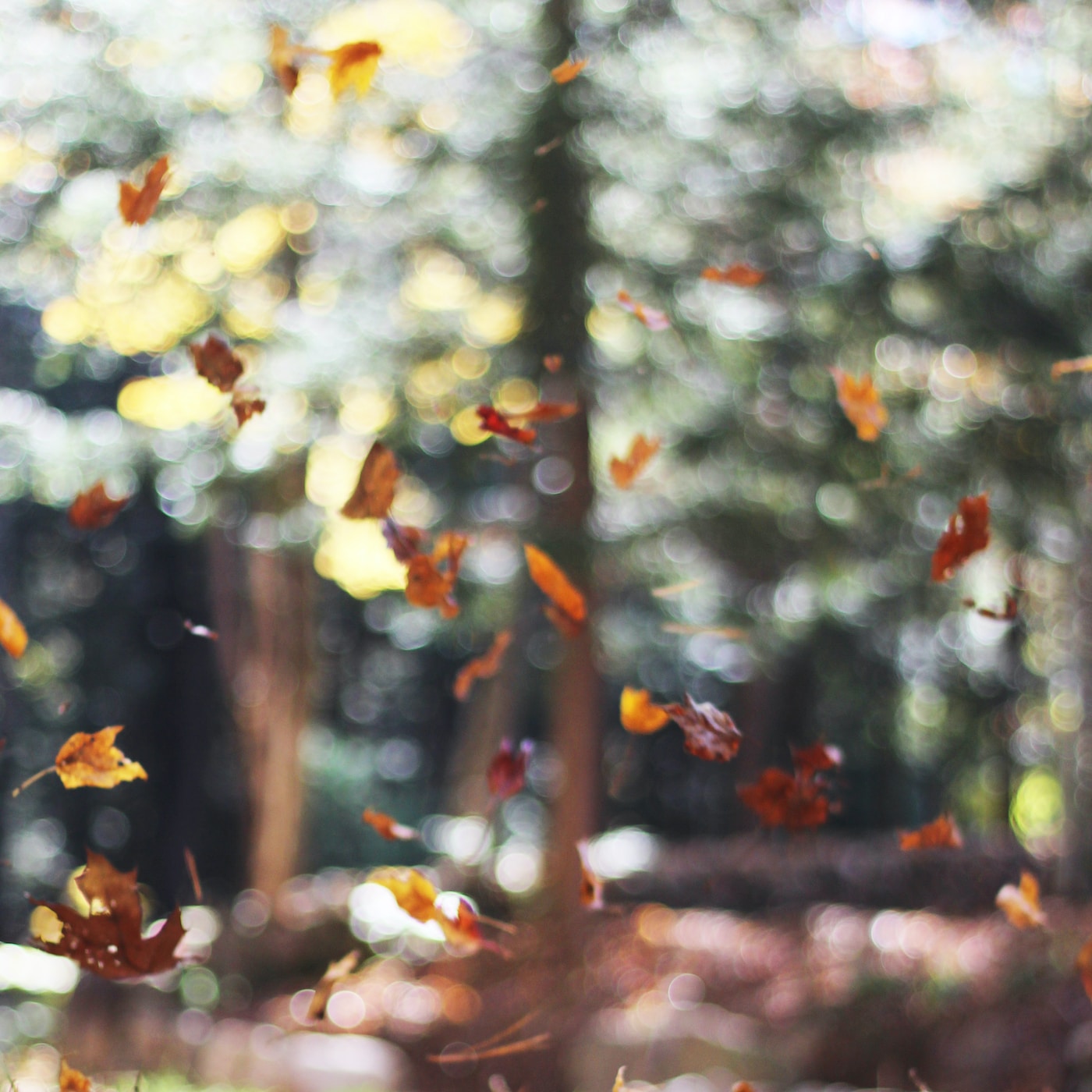 18 Magical Sensations  of Autumn ...