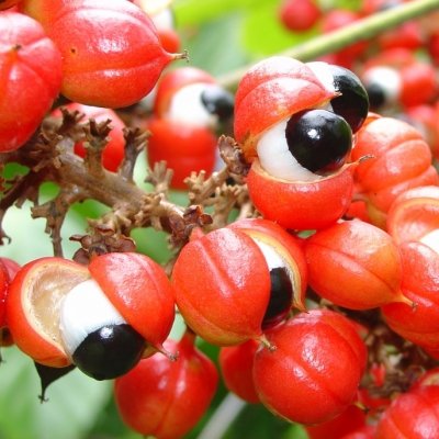 7 Exotic Fruits from the Amazon to Try ...