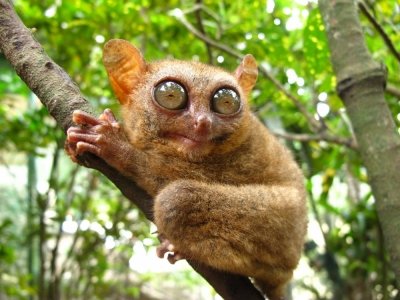 7 Cutest Wild Animals in the World ...