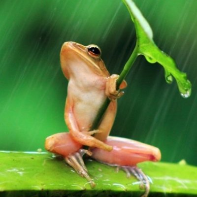 13 Photos of Frogs That Perfectly Describe Your Teen Years ...