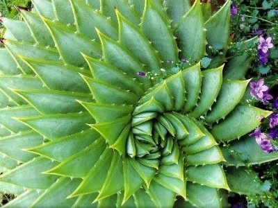 7 Amazing Benefits of Aloe Vera ...